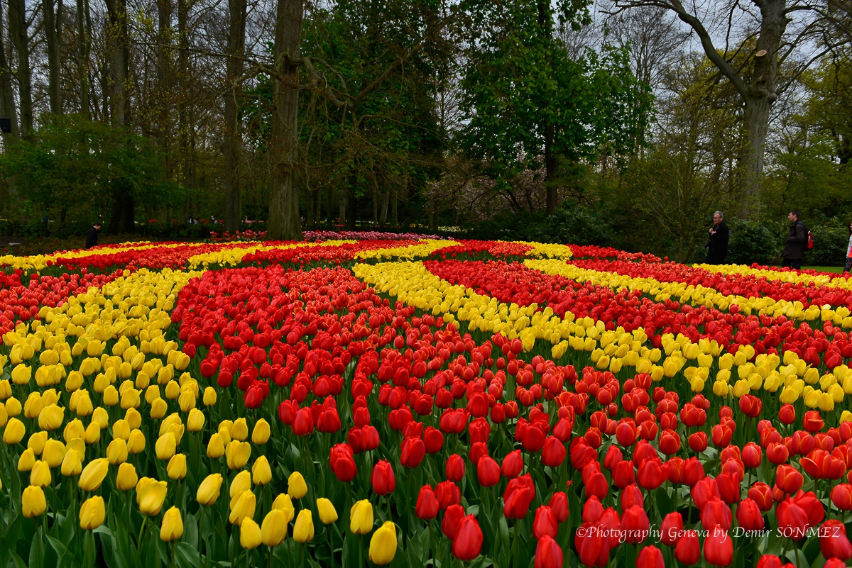 tulipes-5463.jpg