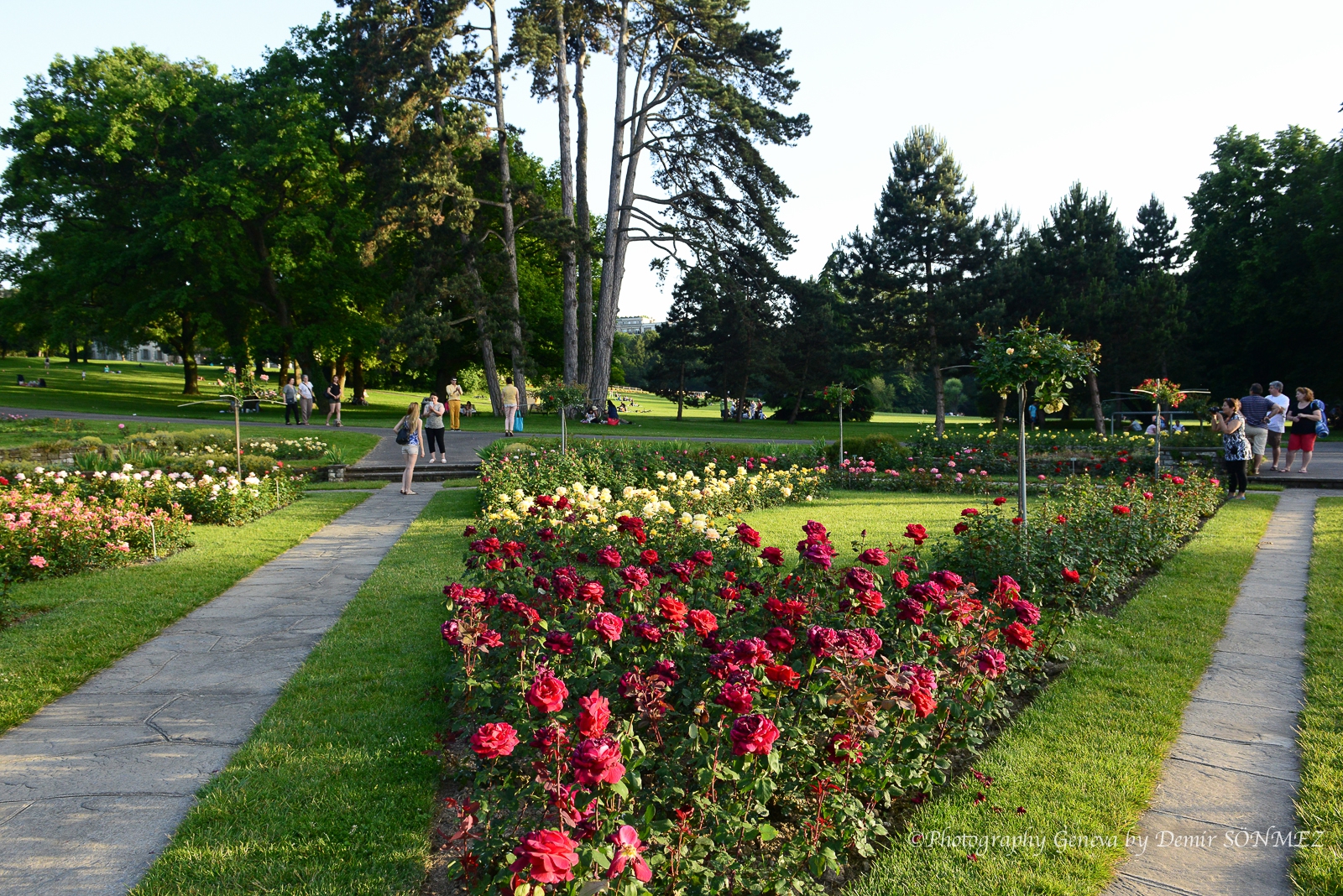 Les Roses du parc la grange à Genève-7226.jpg