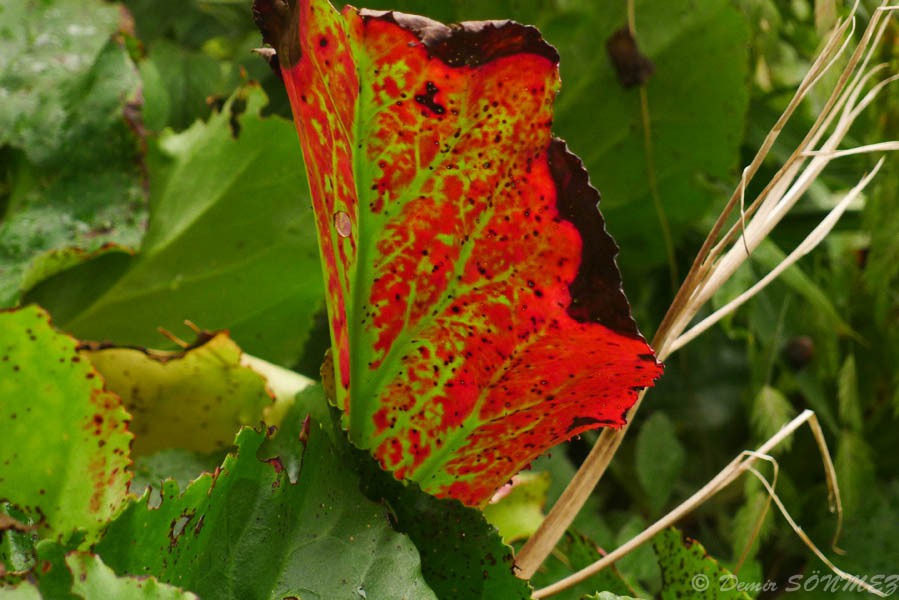 L1080435.jpg