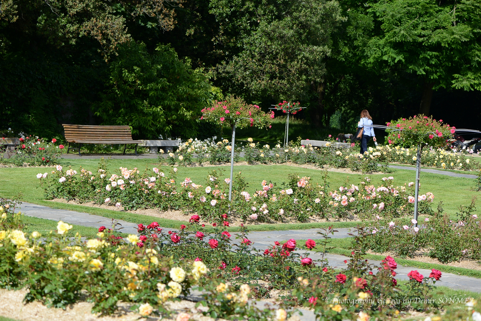 Les Roses de parc des franchises à Genève-6167.jpg