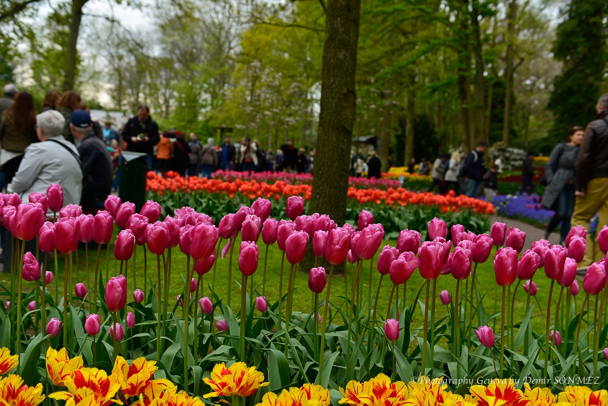 tulipes-5424.jpg