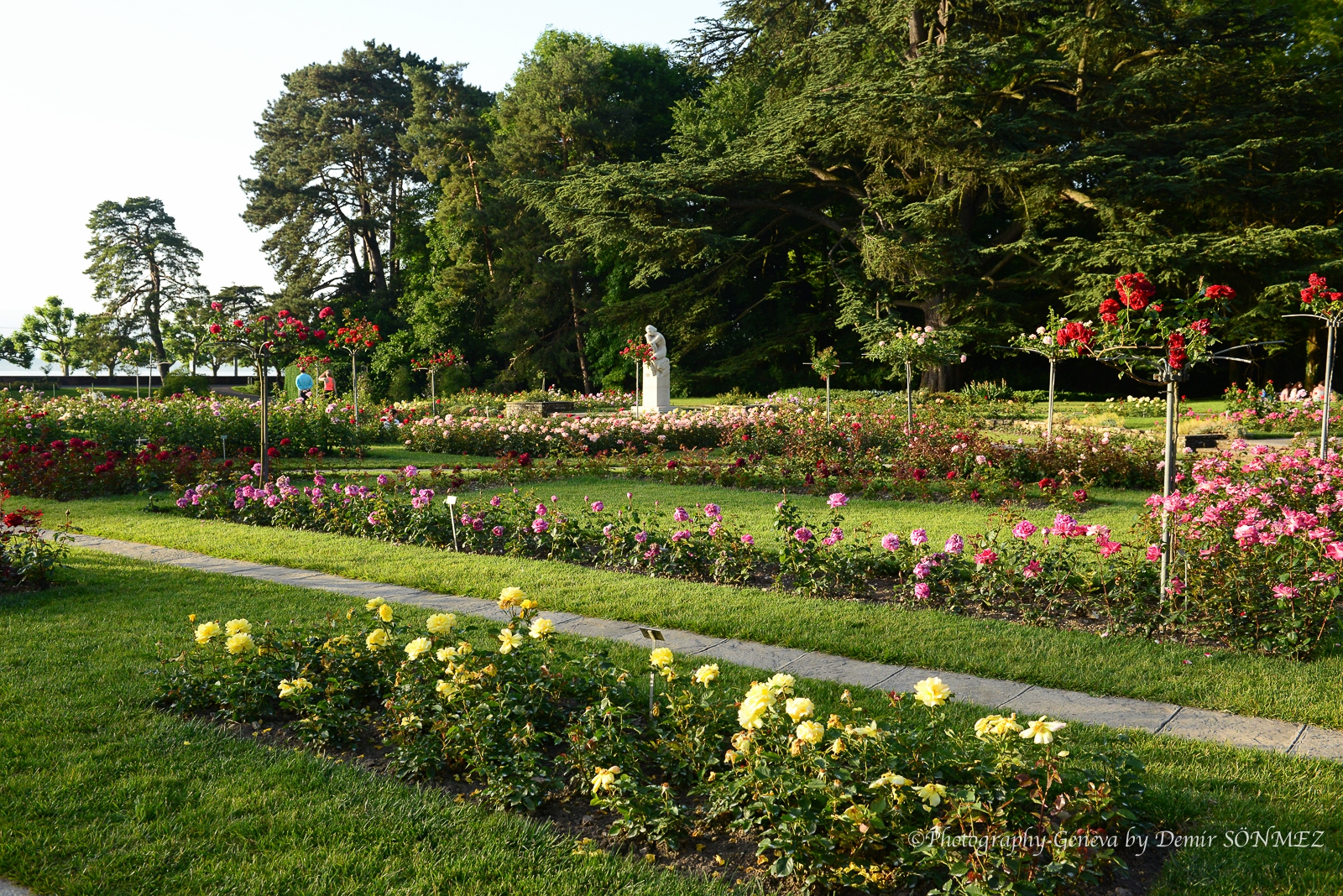 Les Roses du parc la grange à Genève-7228.jpg
