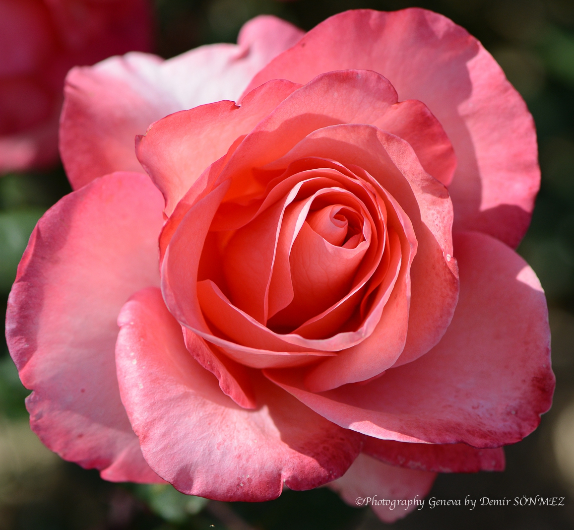 Les Roses de parc des franchises à Genève-6185.jpg