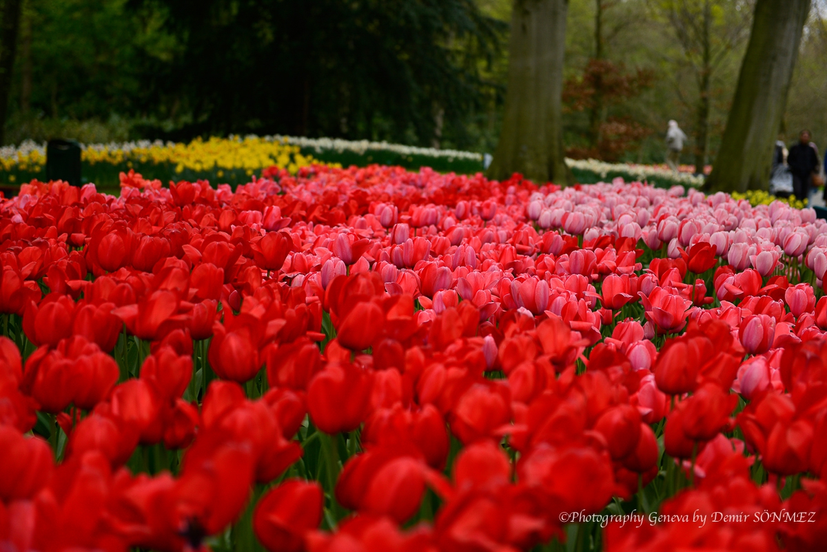 tulipes-5474.jpg