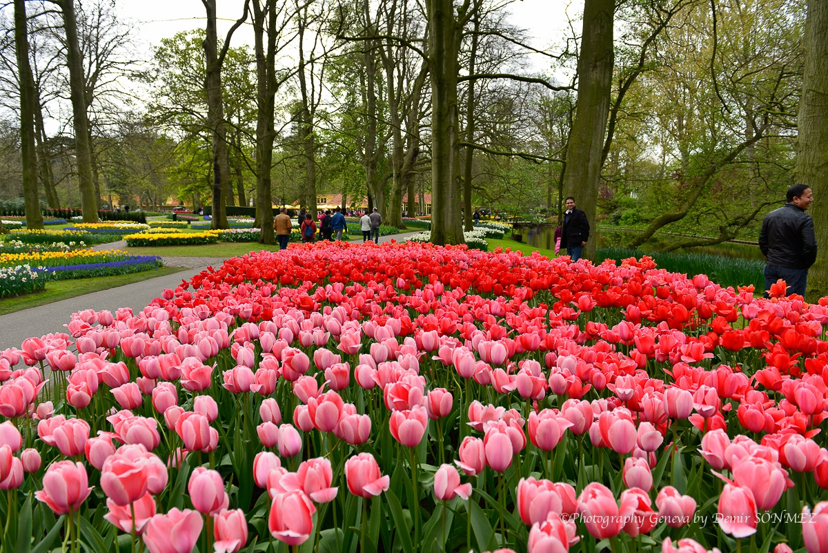 tulipes-5476.jpg