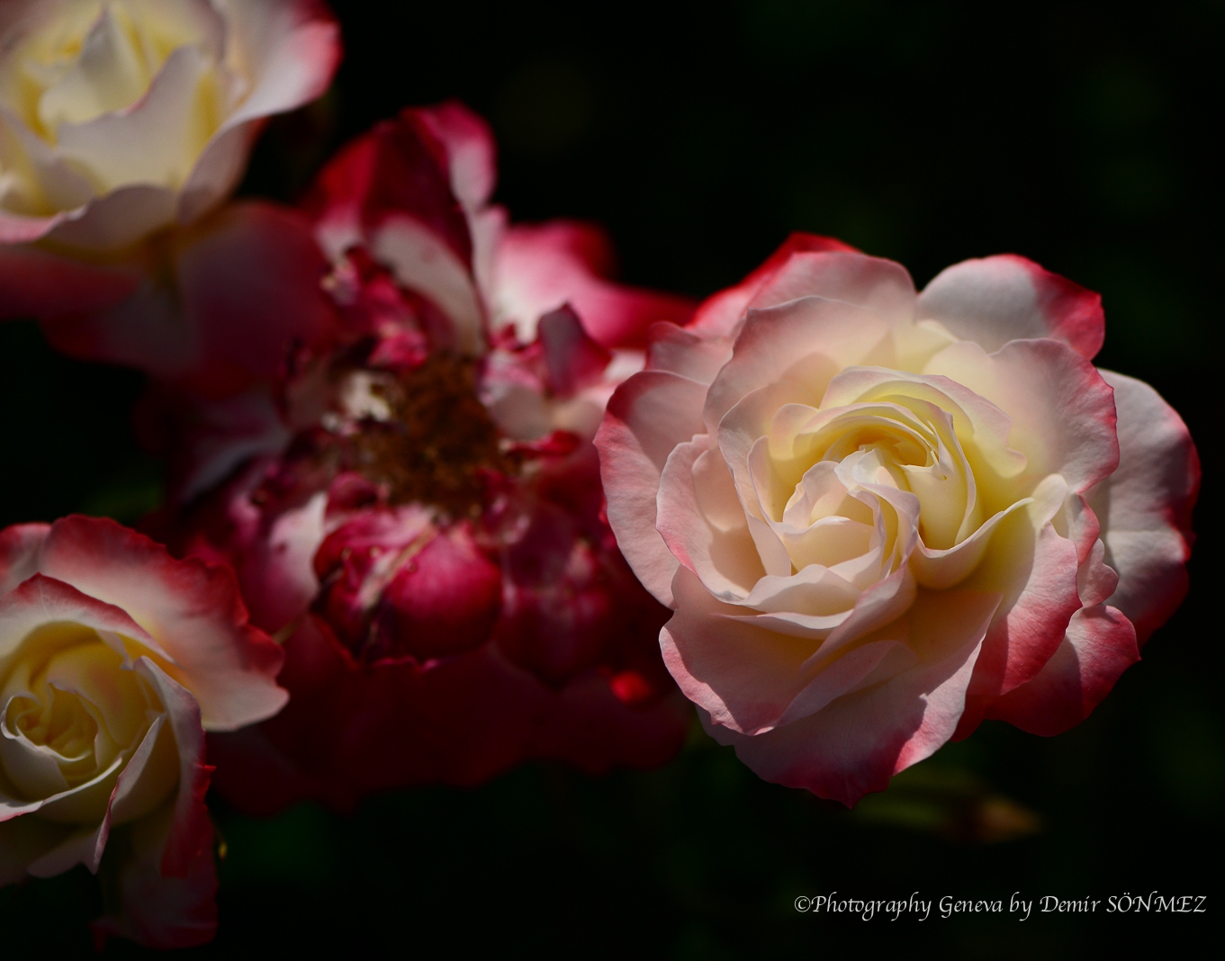 Les Roses du parc la grange à Genève-6822.jpg