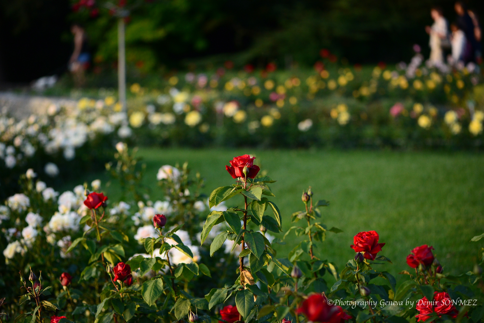 Les Roses du parc la grange à Genève-7327.jpg