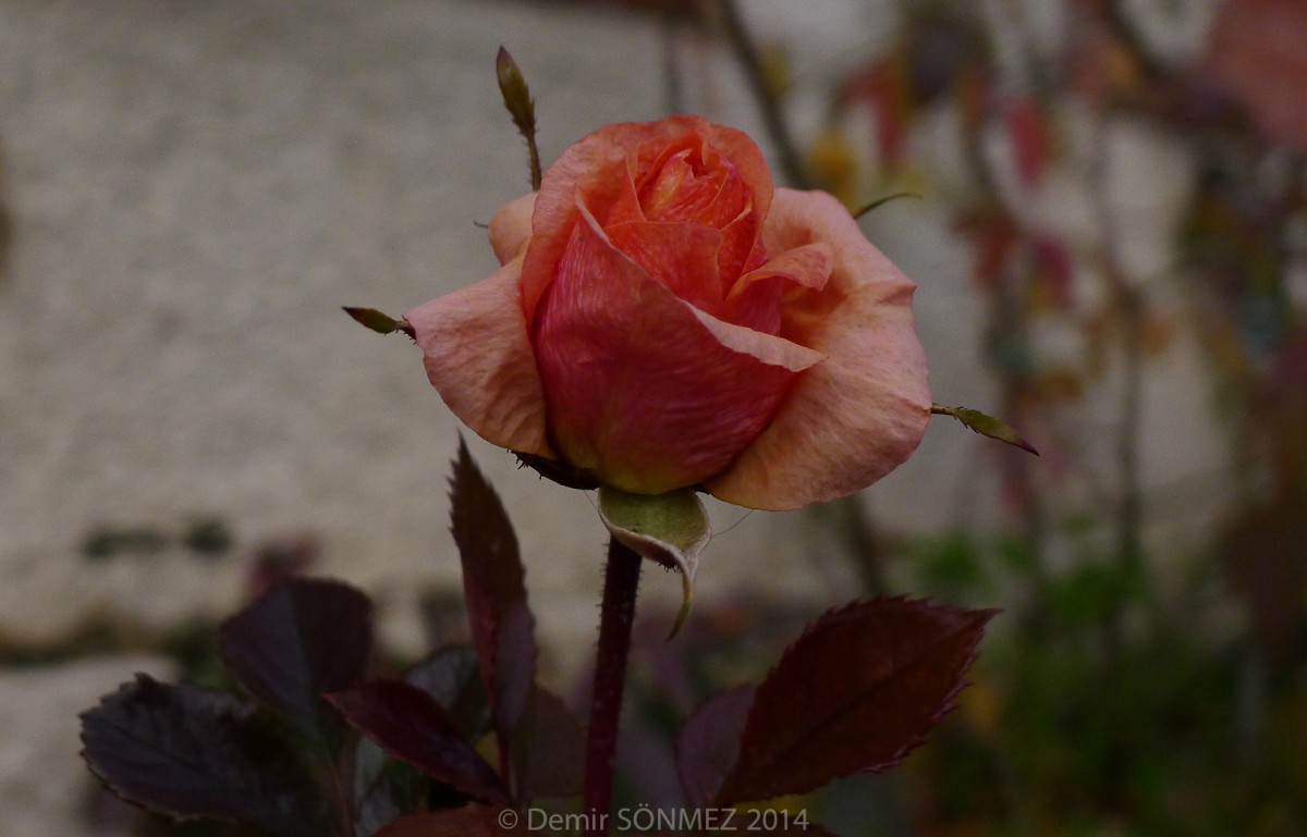 les roses-1120316.jpg