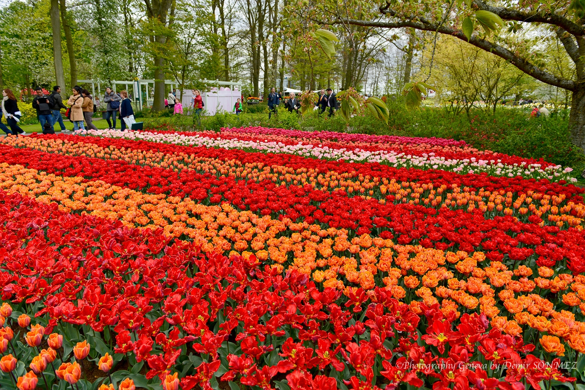 tulipes-5391.jpg