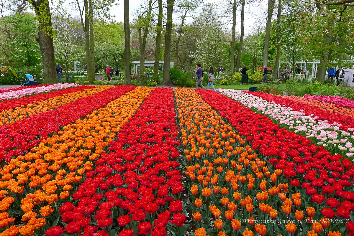 tulipes-1170430.jpg