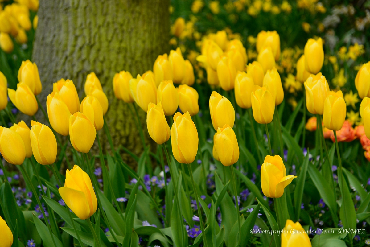 tulipes-5429.jpg