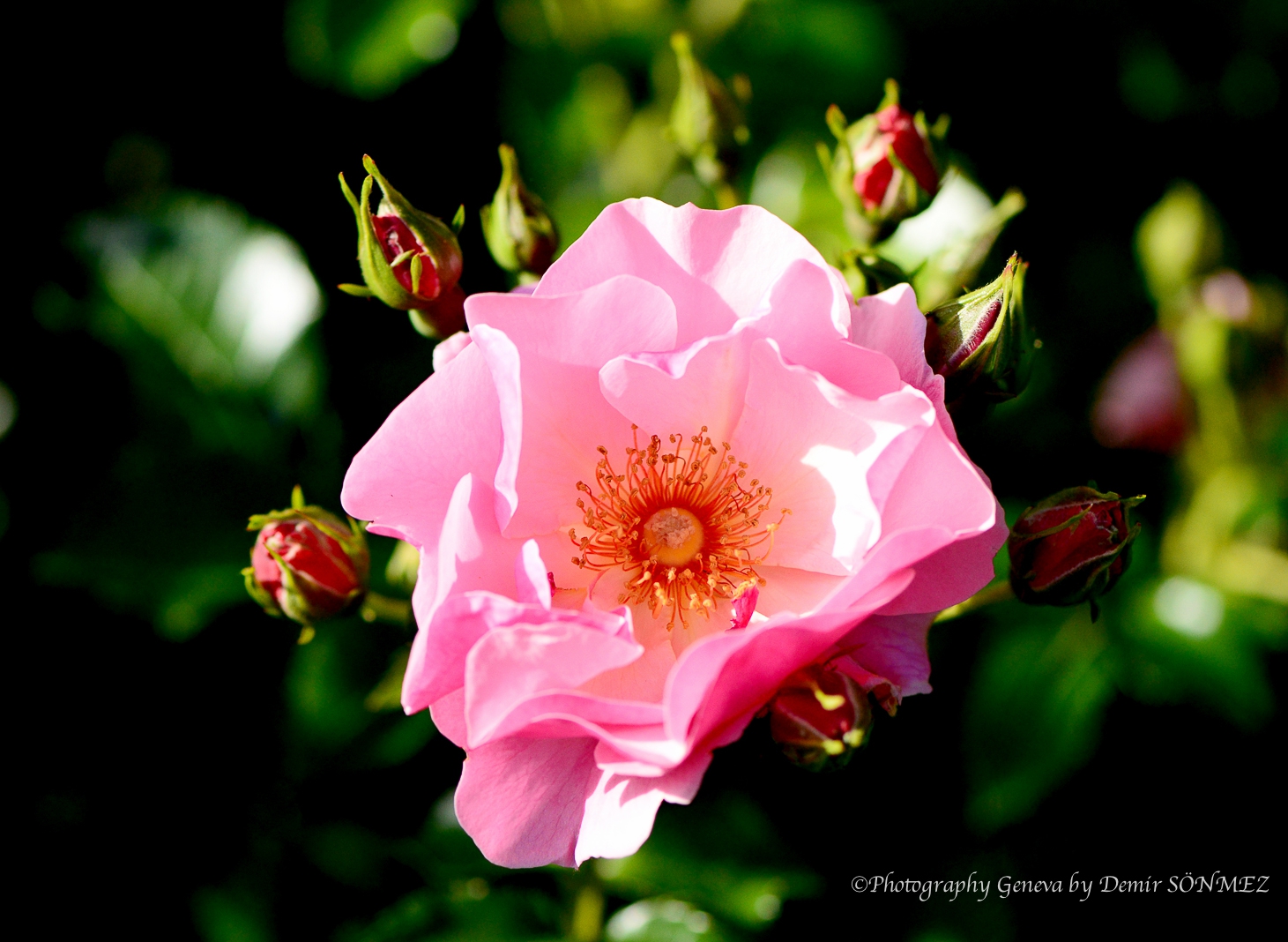 Les Roses du parc la grange à Genève-6925.jpg