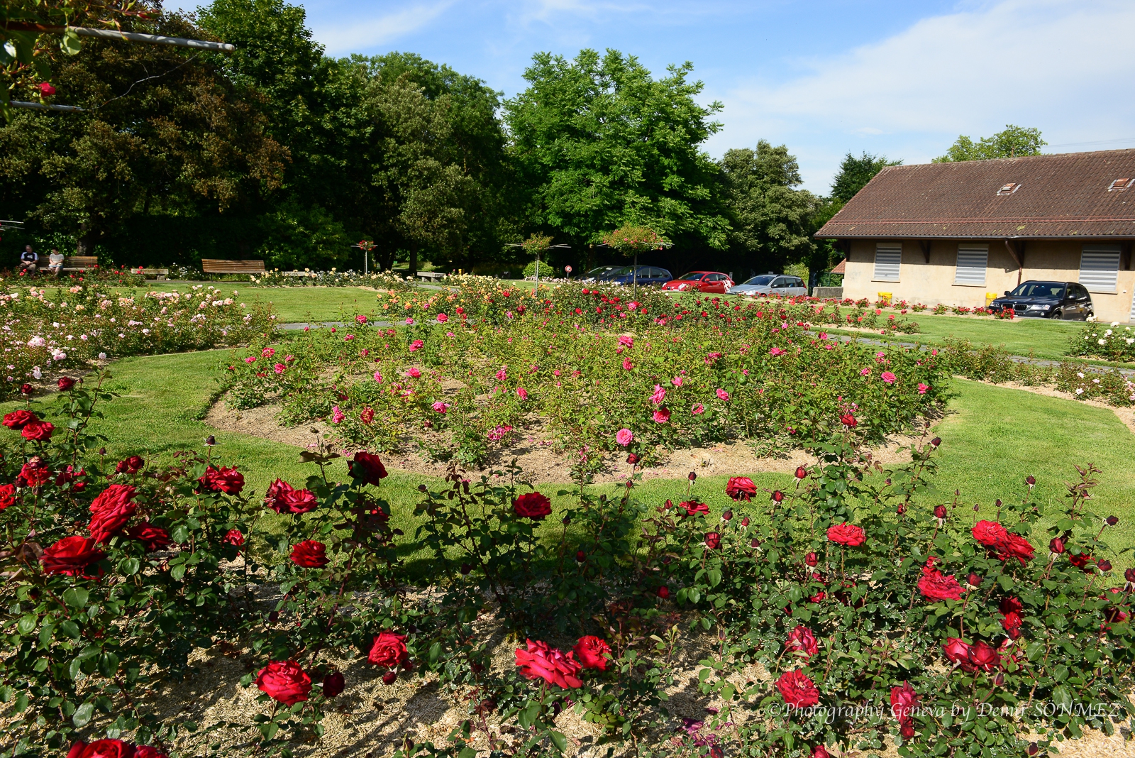 Les Roses de parc des franchises à Genève-6275.jpg