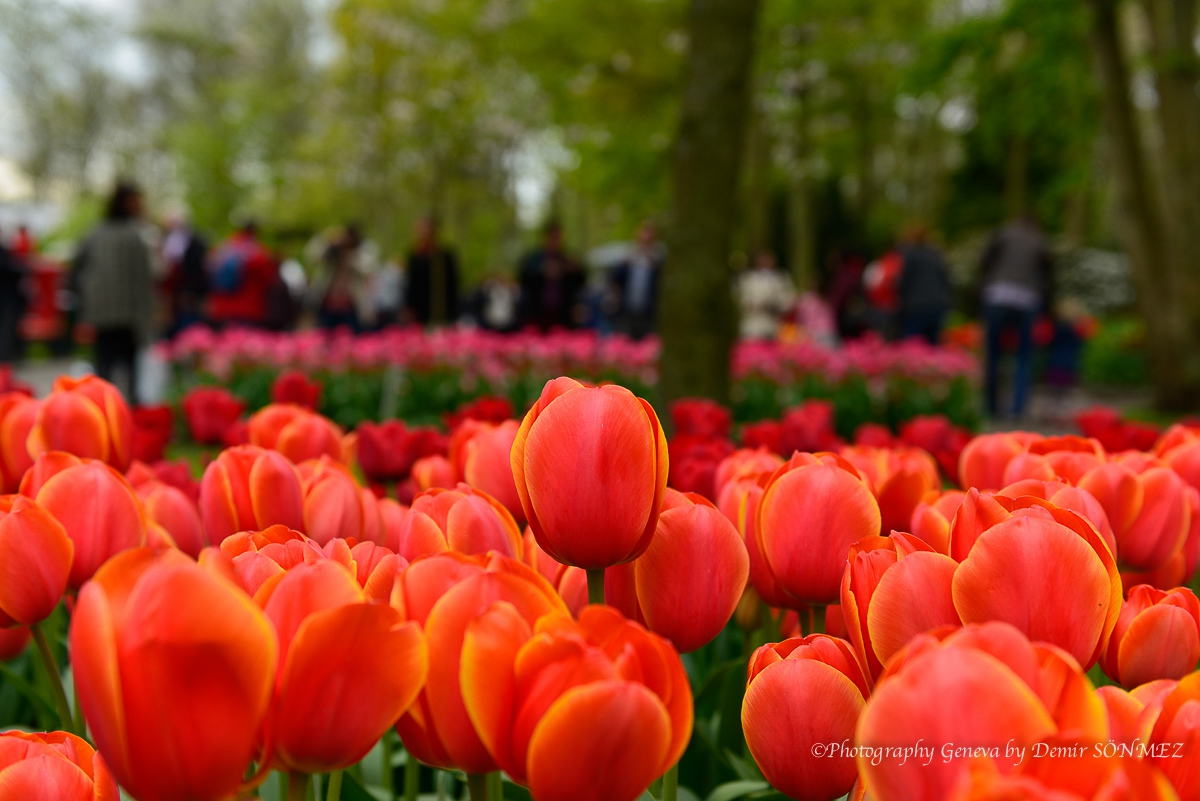 tulipes-5425.jpg