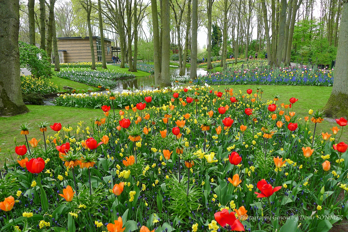 tulipes-1170481.jpg