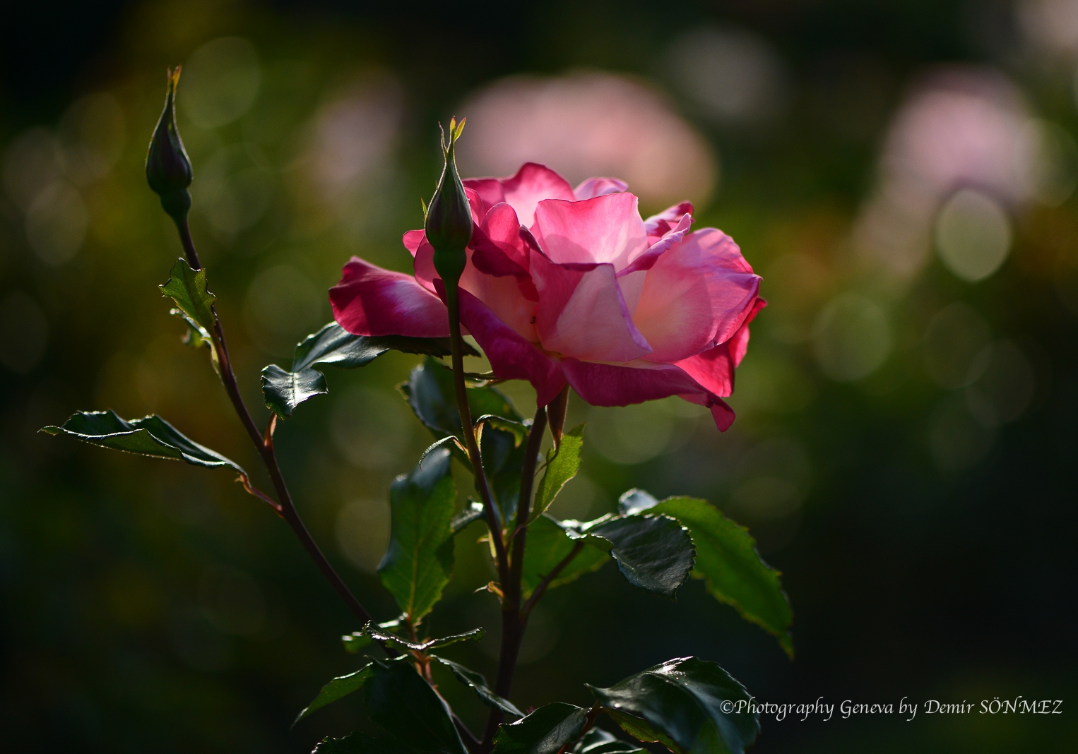 Les Roses du parc la grange à Genève-7106.jpg