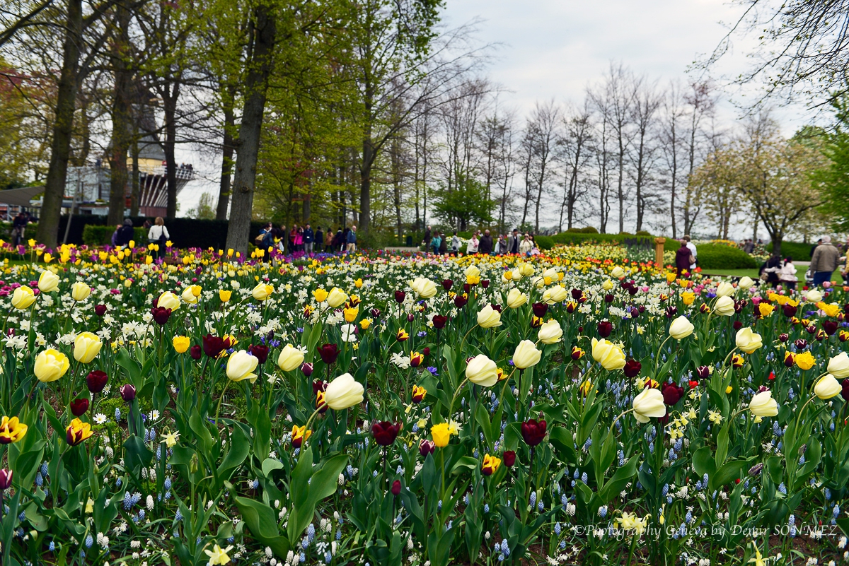 tulipes-5386.jpg