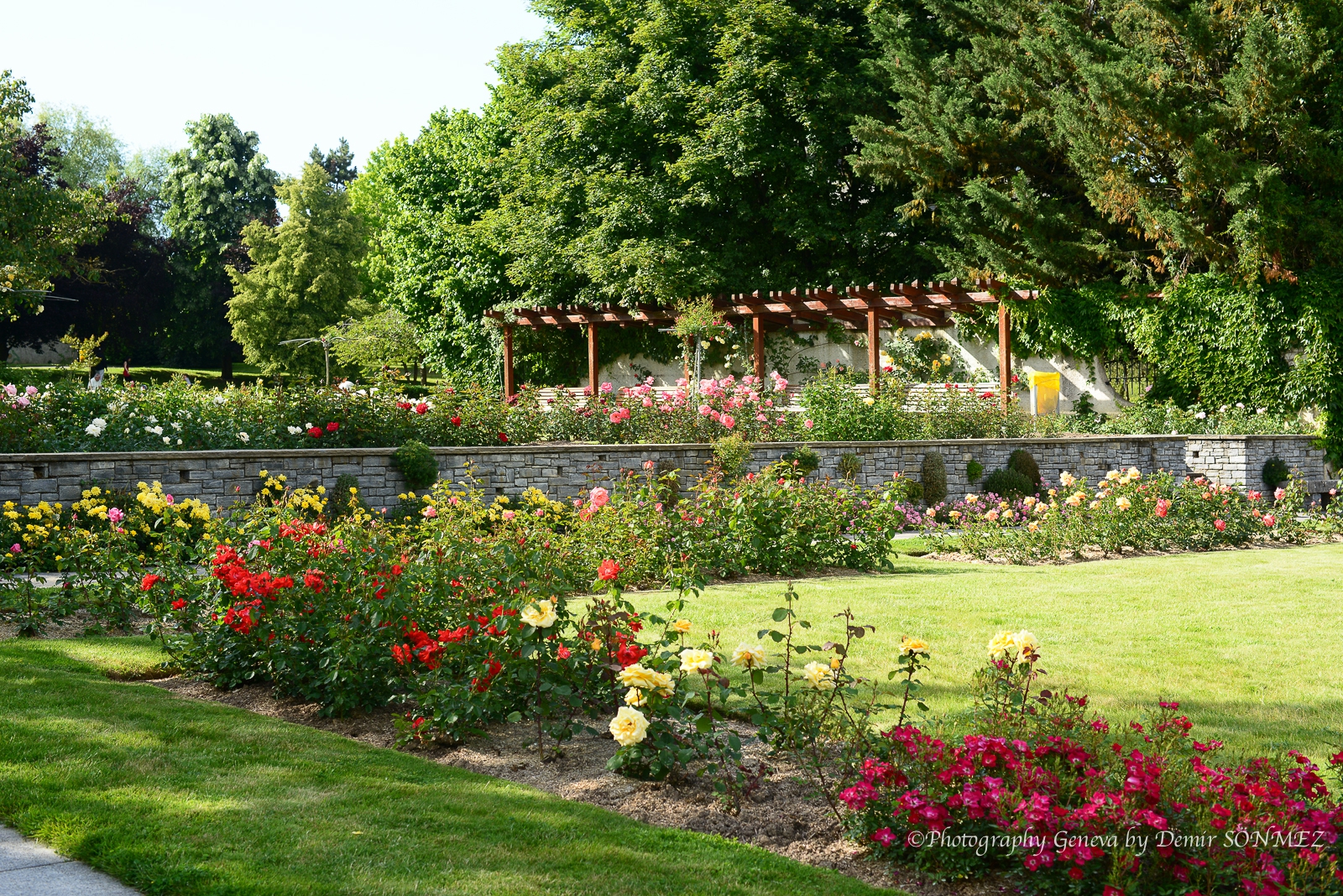 Les Roses de parc des franchises à Genève-6251.jpg