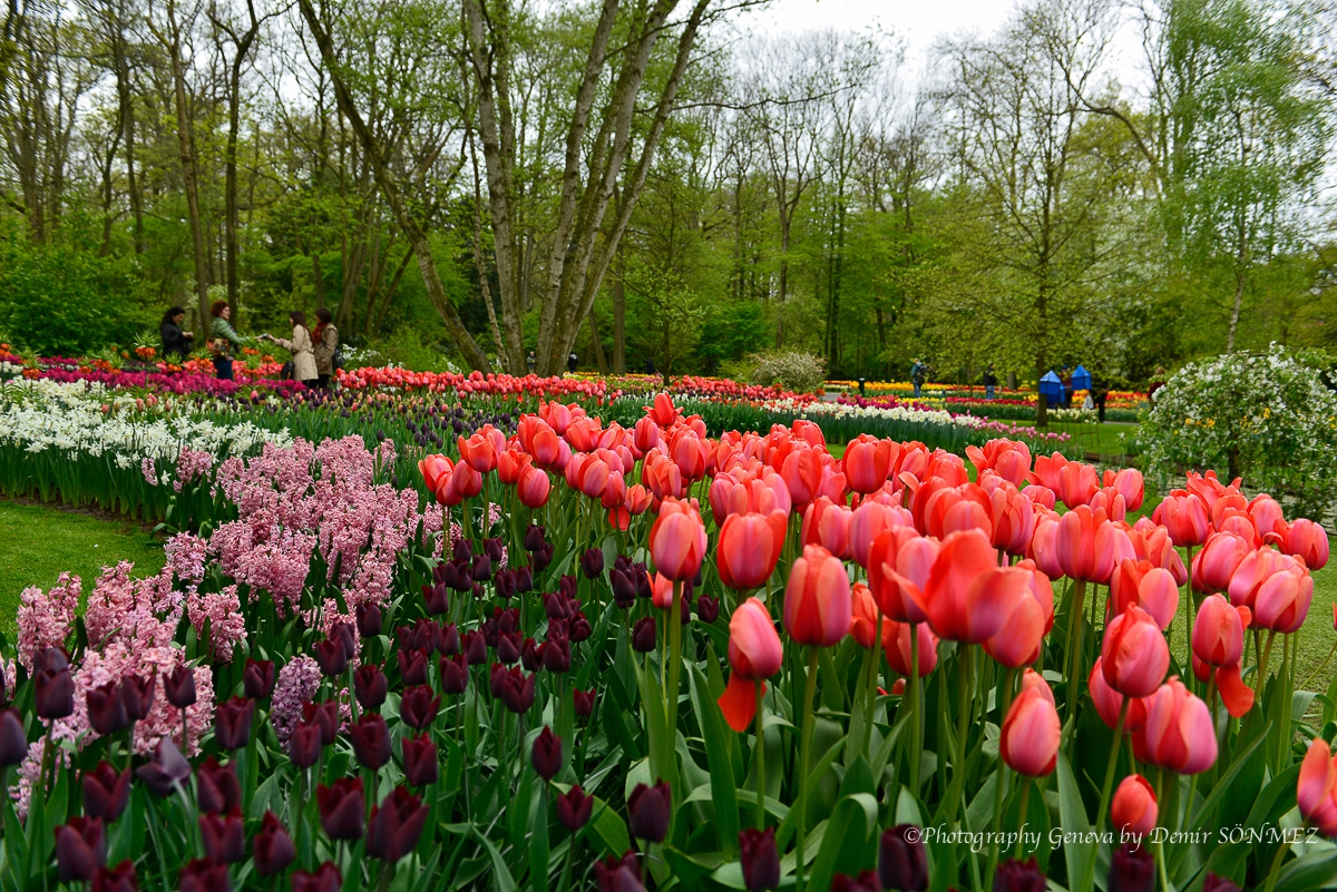 tulipes-5548.jpg