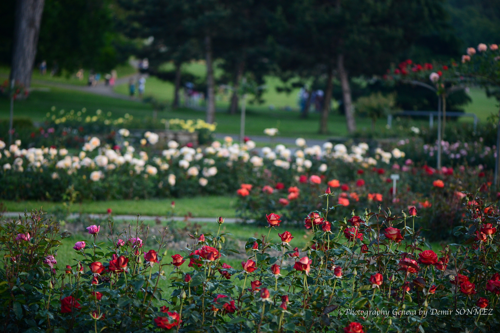 Les Roses du parc la grange à Genève-7351.jpg