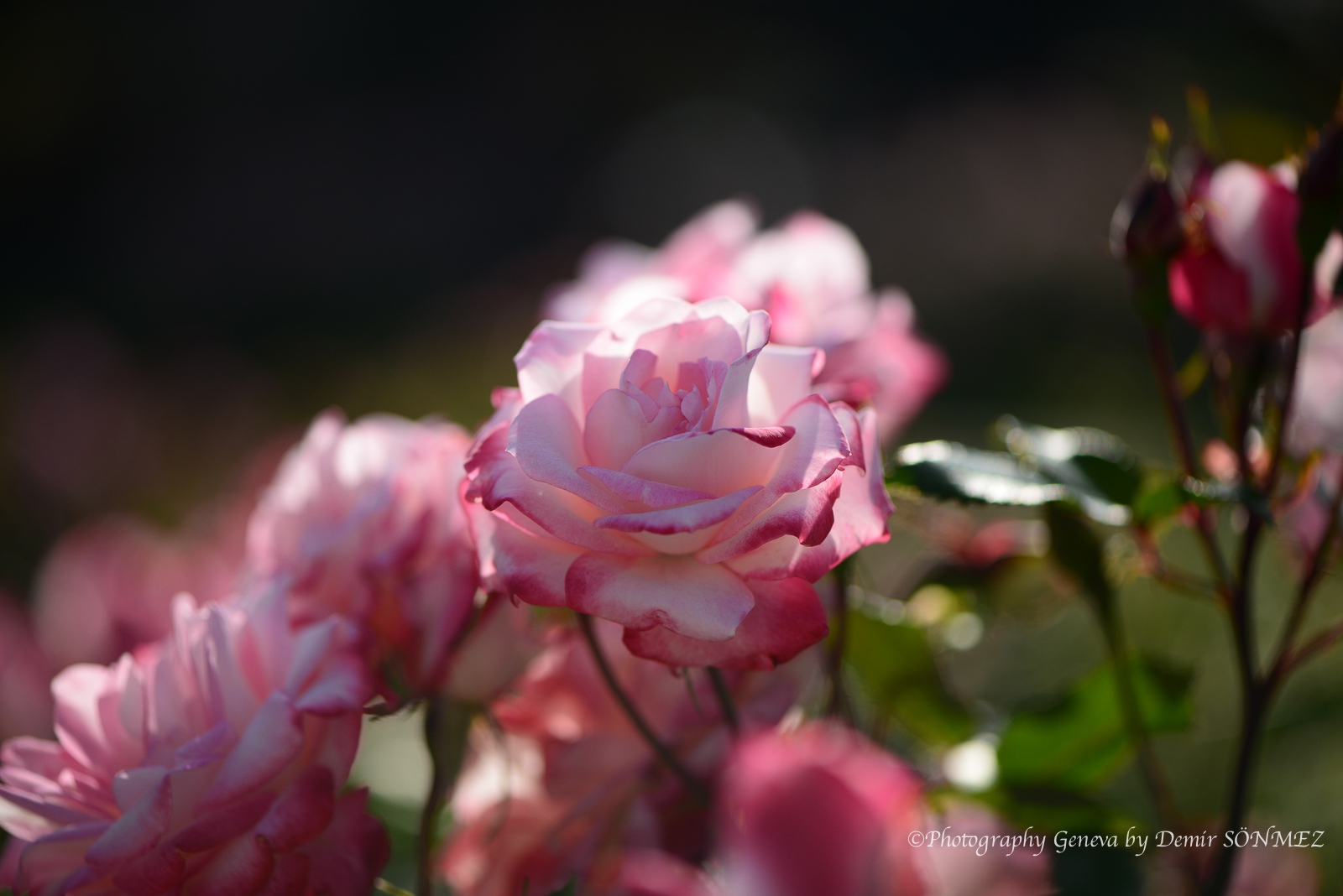 Les Roses du parc la grange à Genève-6950.jpg