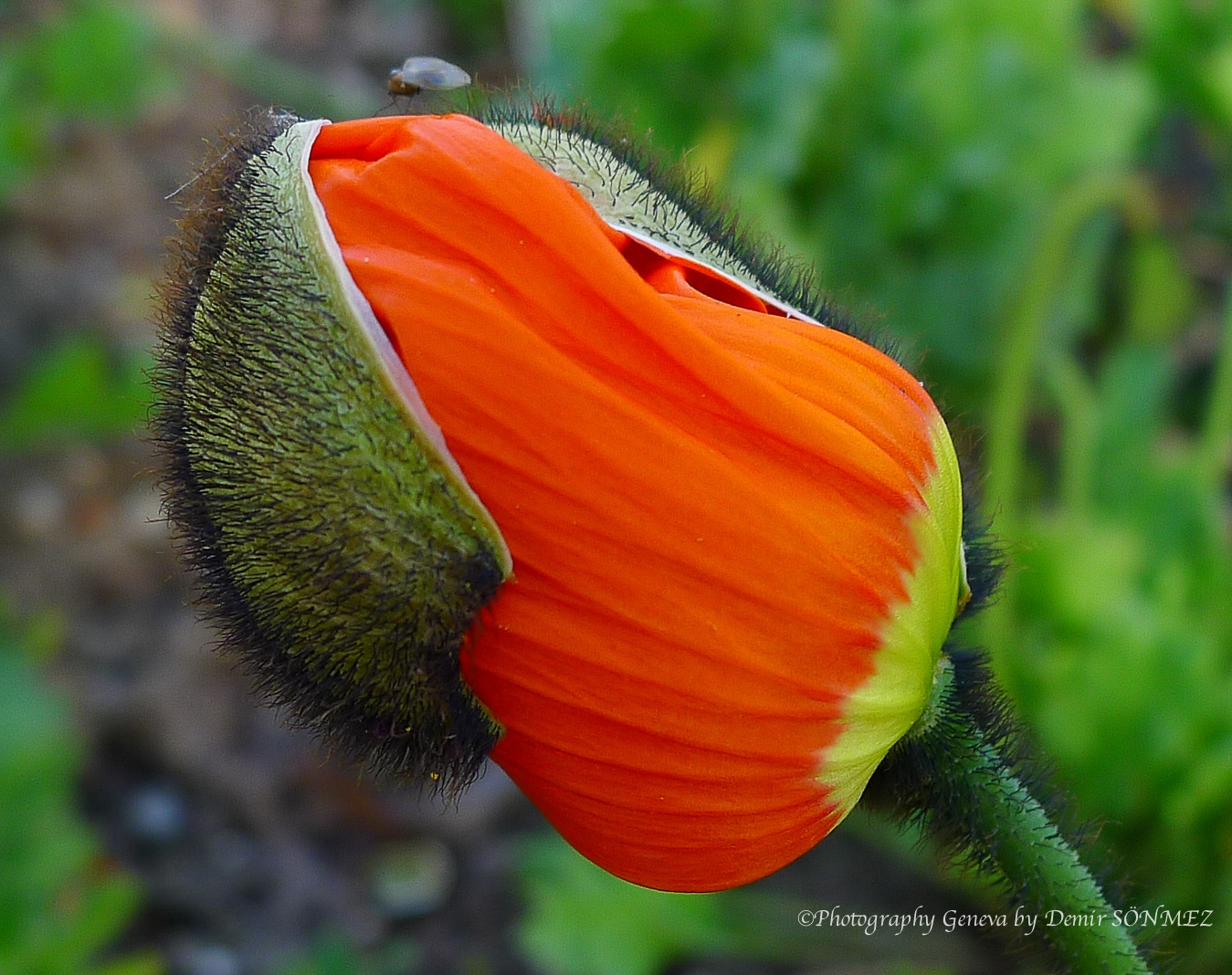 Nature-1160783.jpg