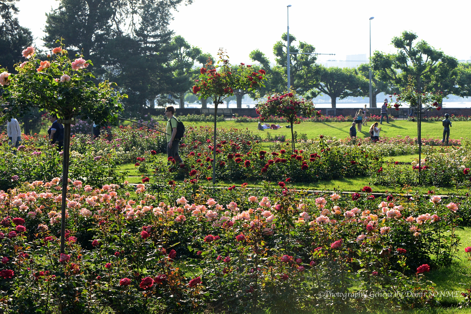 Les Roses du parc la grange à Genève-7050.jpg