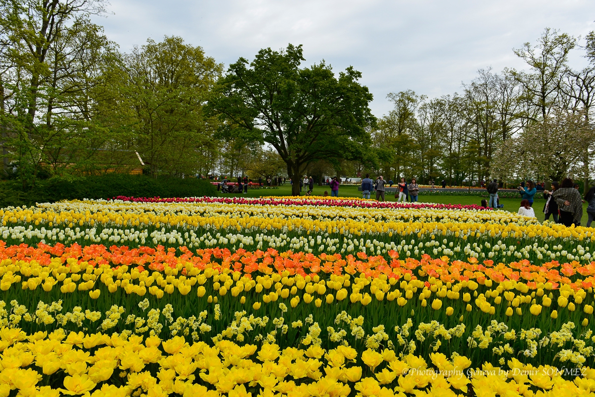 tulipes-5403.jpg