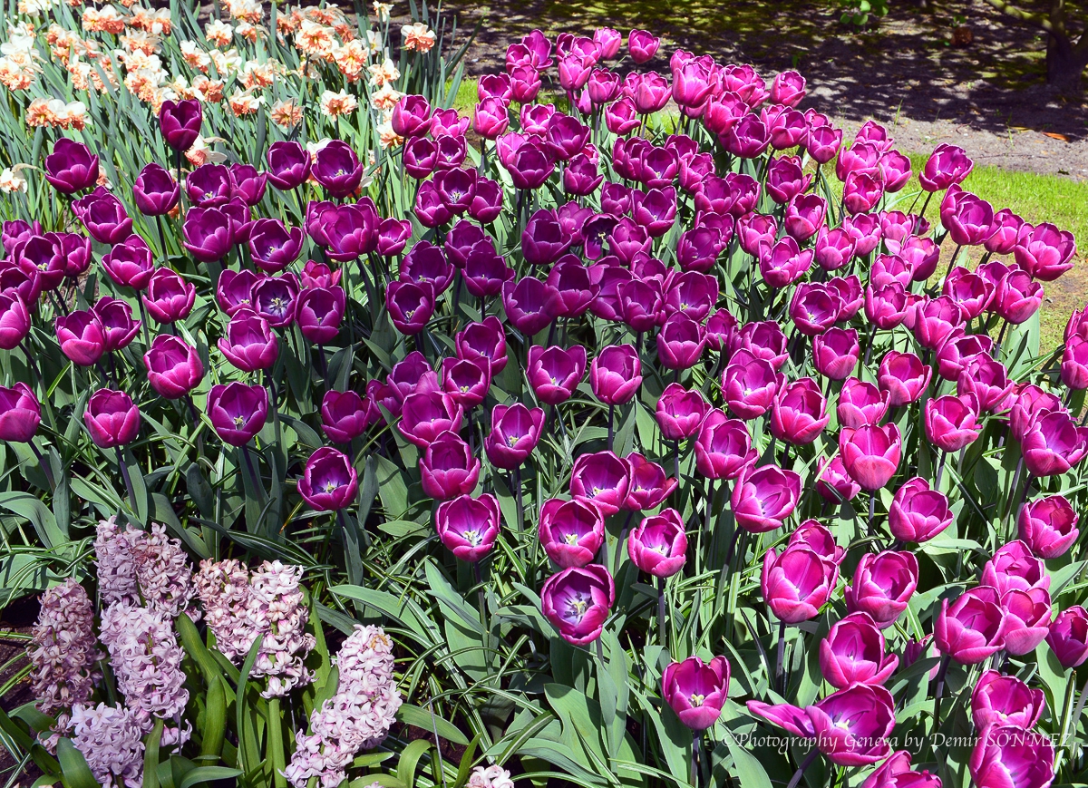 tulipes-5281.jpg