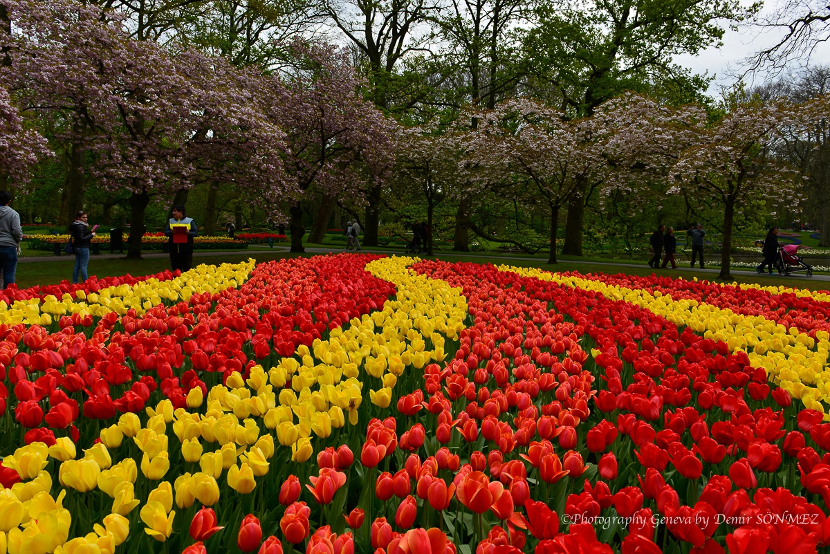 tulipes-5469.jpg