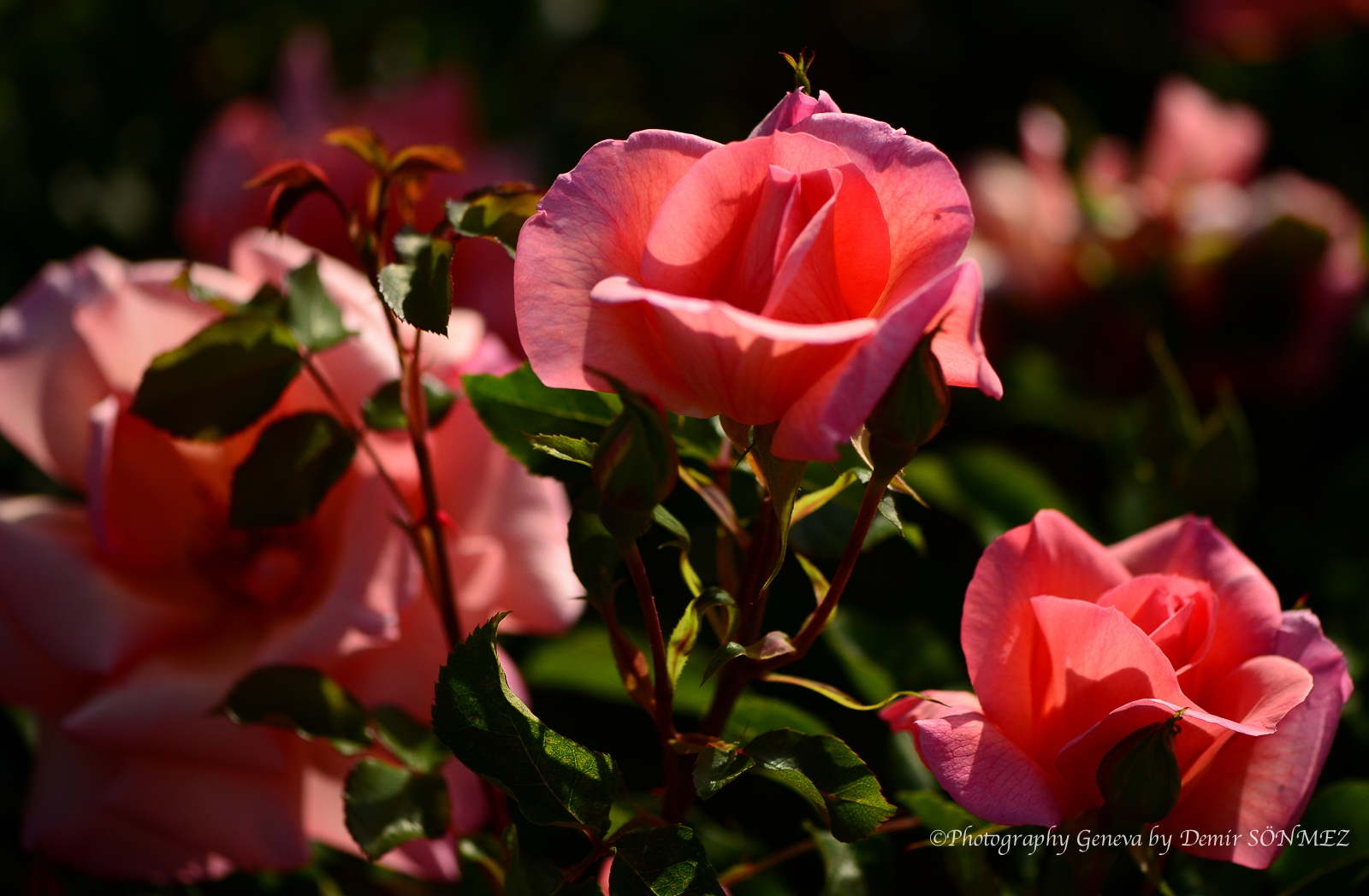 Les Roses du parc la grange à Genève-7118.jpg
