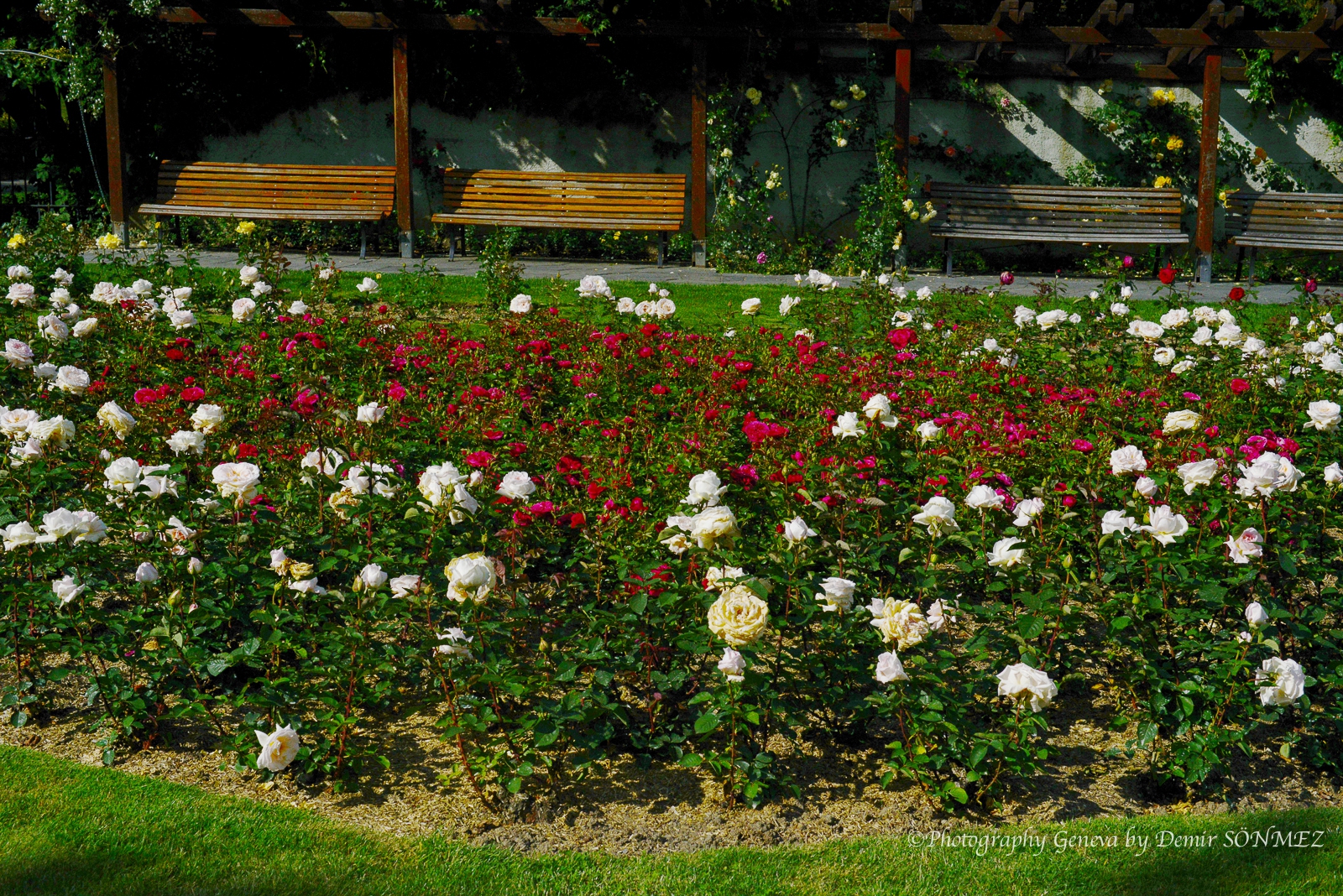 Les Roses de parc des franchises à Genève-6211.jpg