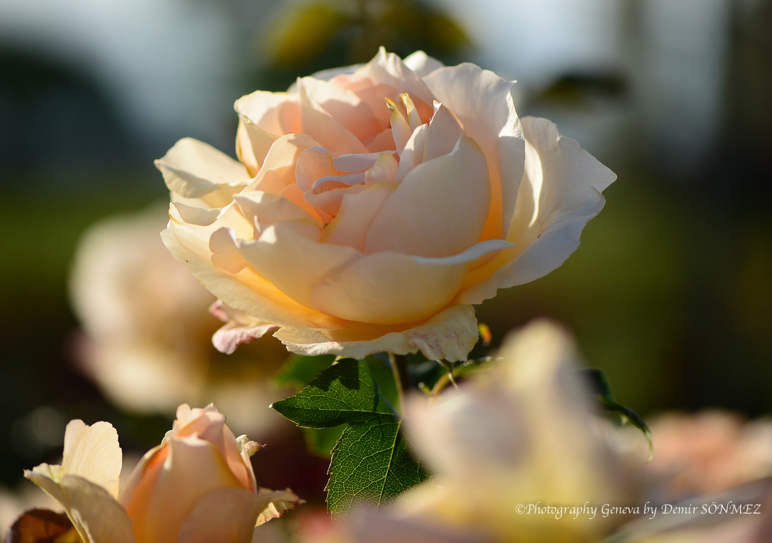 Les Roses du parc la grange à Genève-7124.jpg