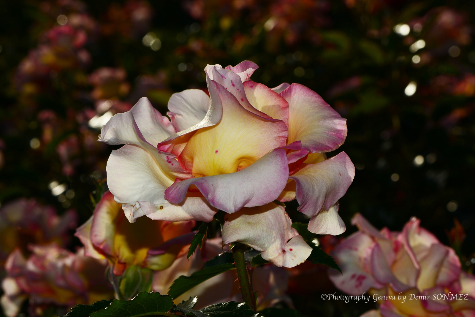 Les Roses du parc la grange à Genève-7177.jpg