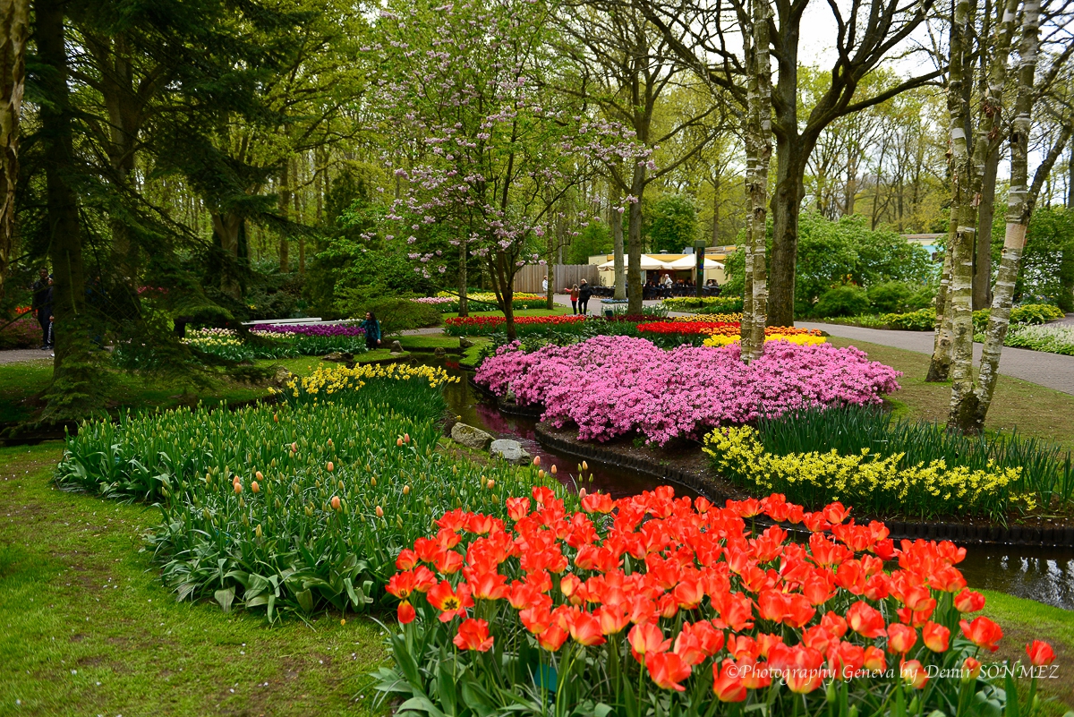 tulipes-5441.jpg