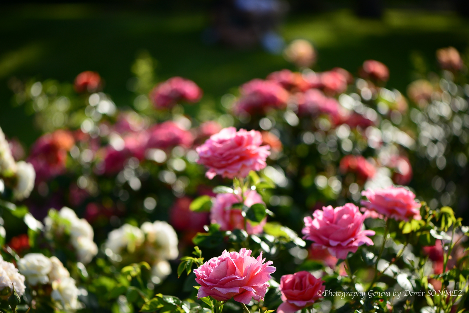Les Roses du parc la grange à Genève-6995.jpg