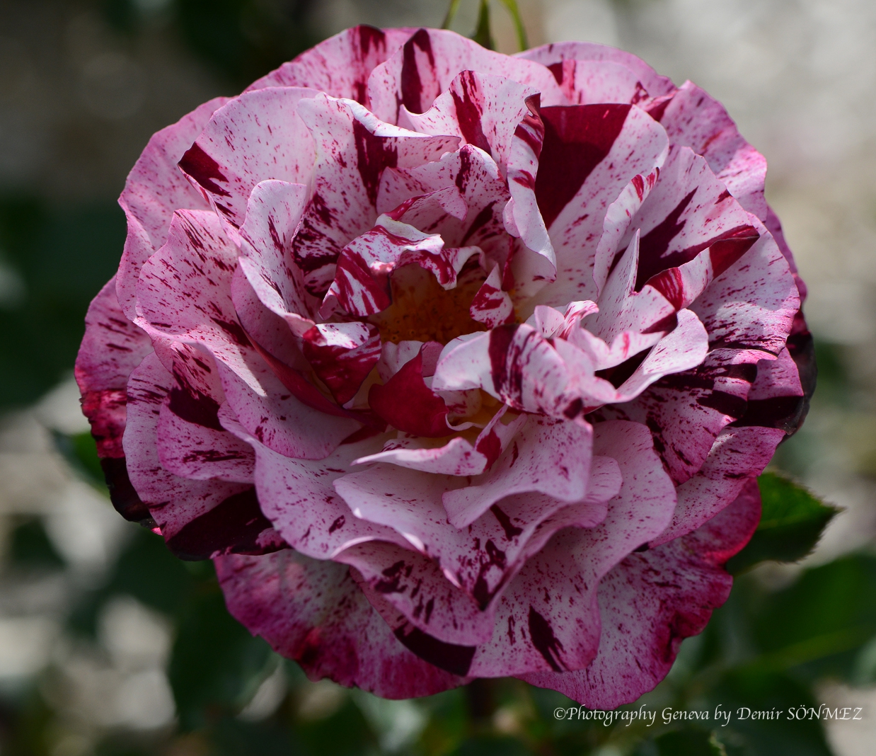 Les Roses de parc des franchises à Genève-6105.jpg