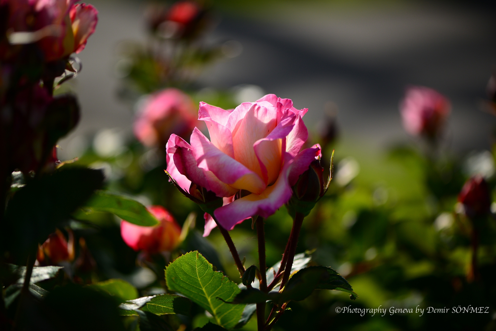Les Roses du parc la grange à Genève-6875.jpg