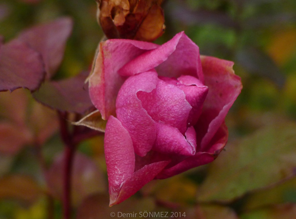 les roses-1120311.jpg