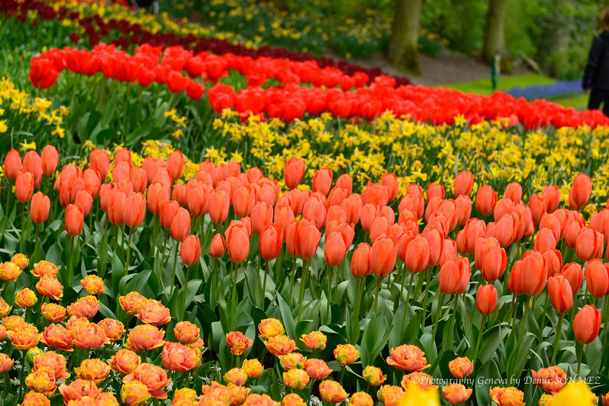 tulipes-5430.jpg