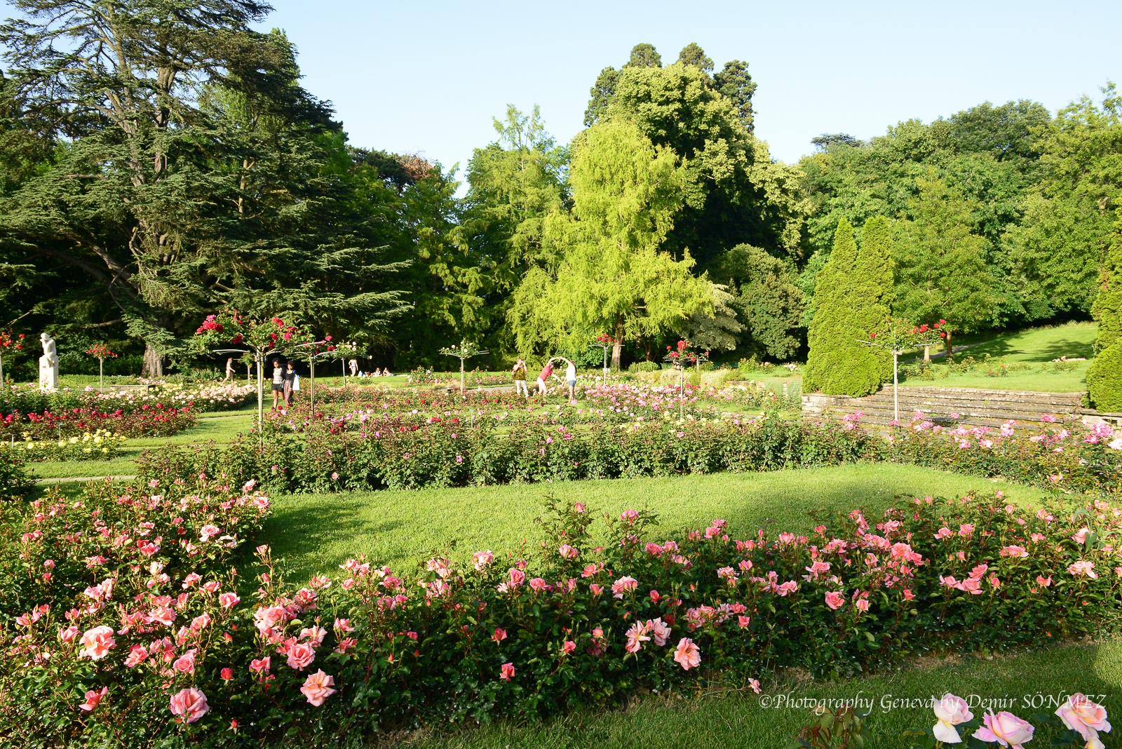Les Roses du parc la grange à Genève-7093.jpg