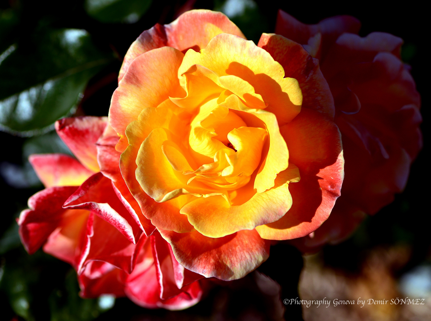 Les Roses de parc des franchises à Genève-6397.jpg