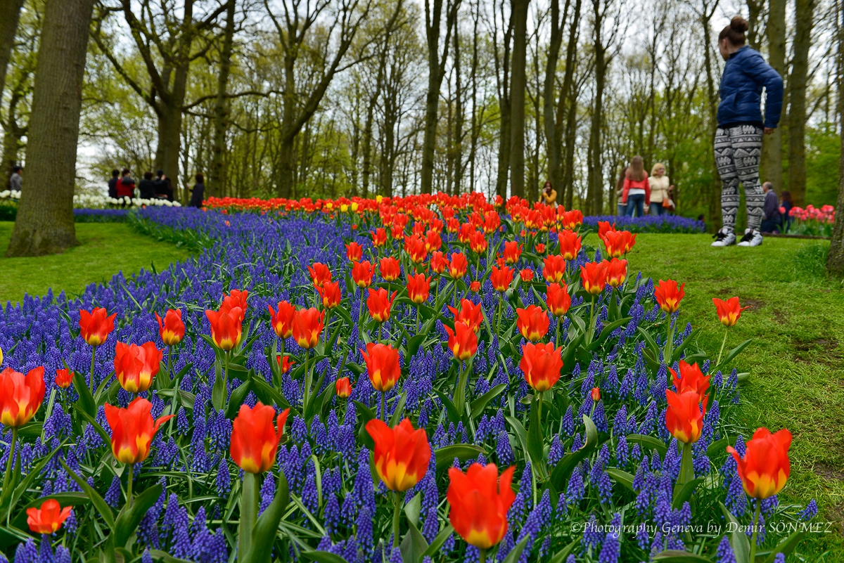 tulipes-5446.jpg