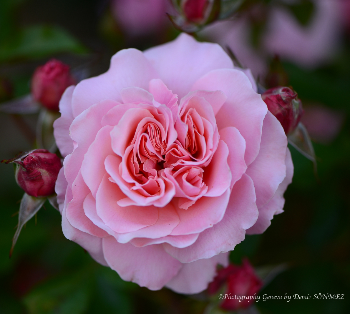 Les Roses de parc des franchises à Genève-6403.jpg