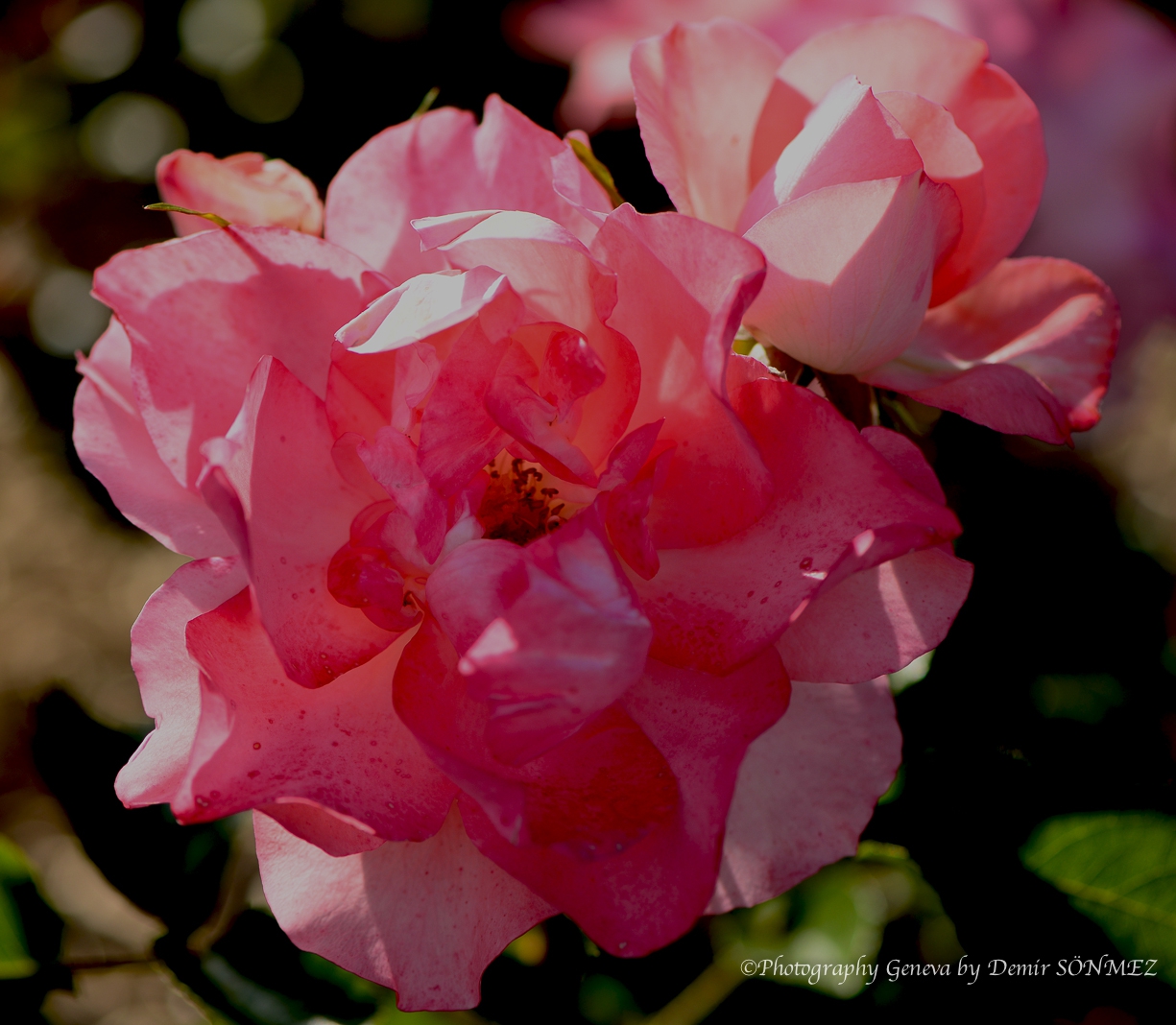 Les Roses de parc des franchises à Genève-6400.jpg