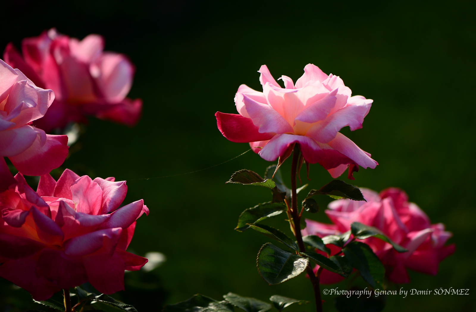 Les Roses du parc la grange à Genève-7111.jpg