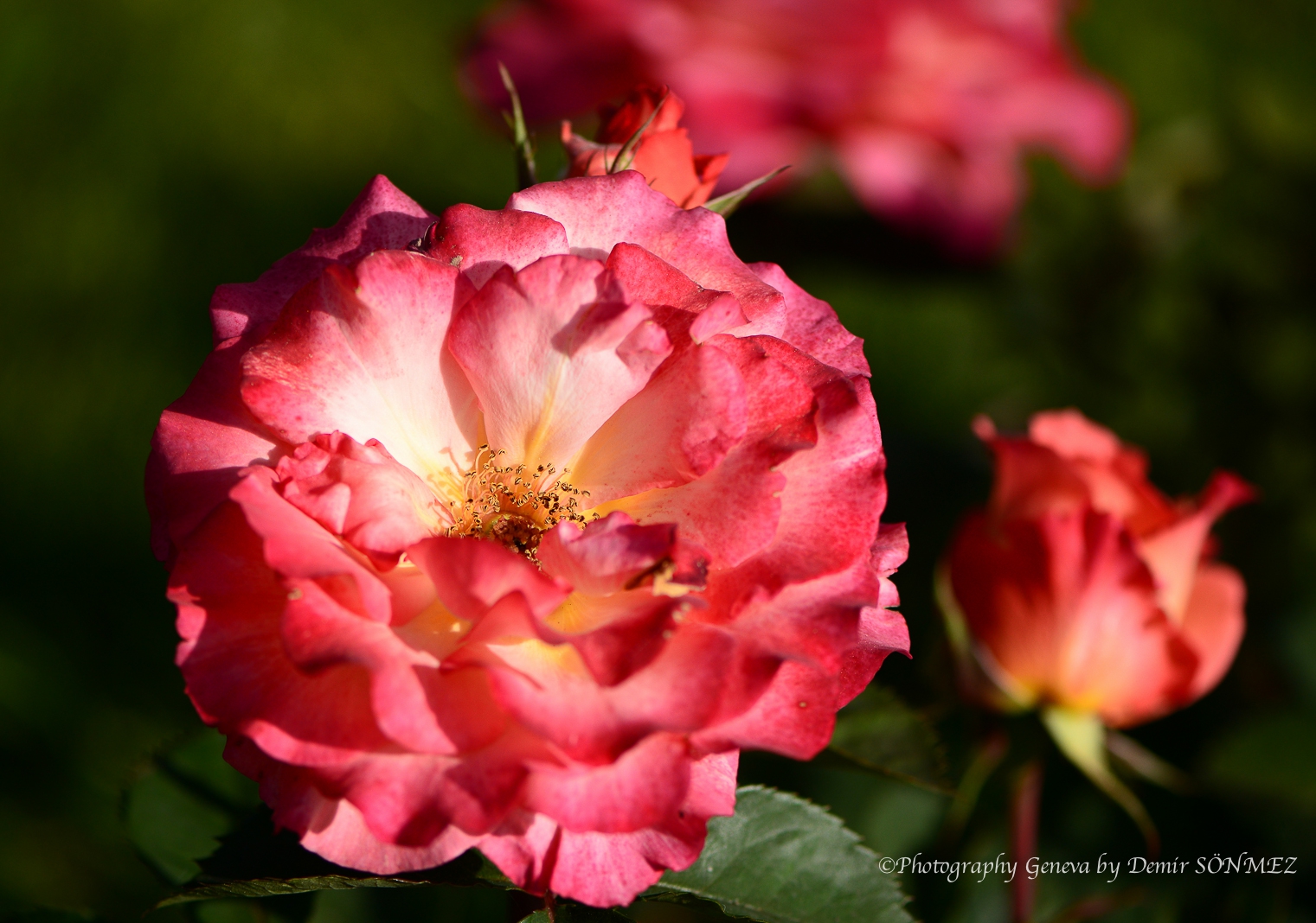 Les Roses du parc la grange à Genève-6873.jpg
