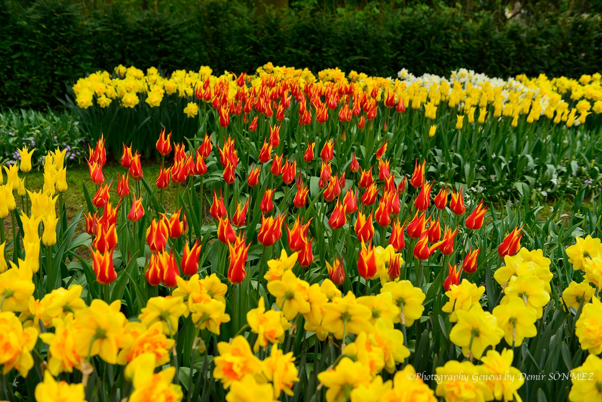 tulipes-5541.jpg