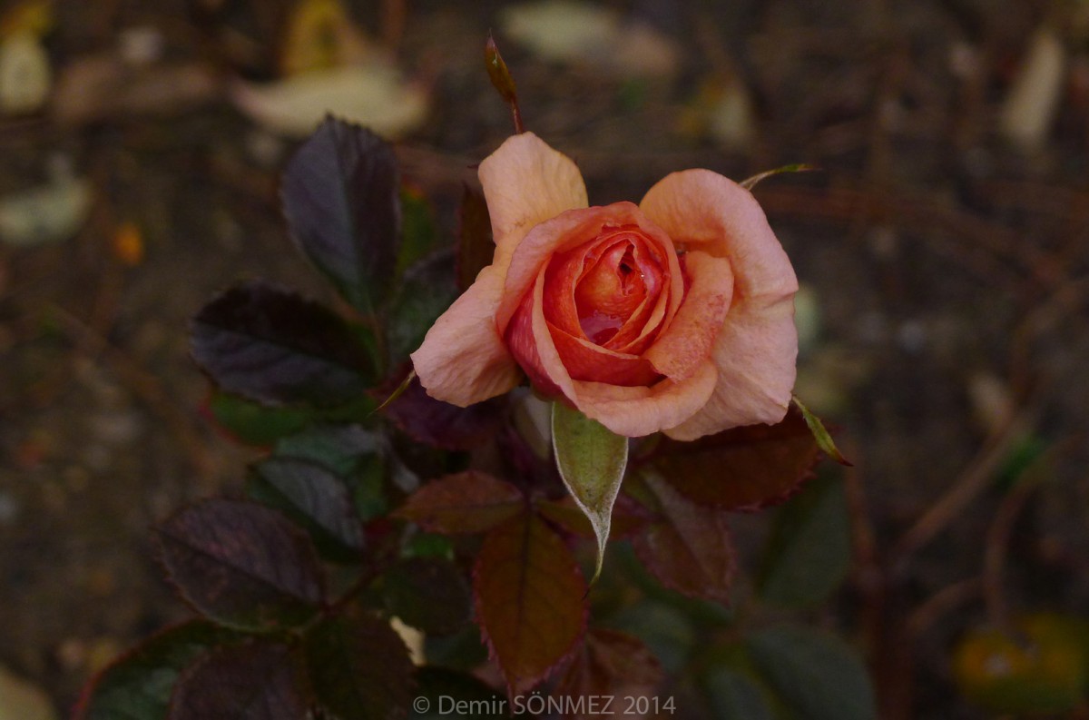 les roses-1120320.jpg