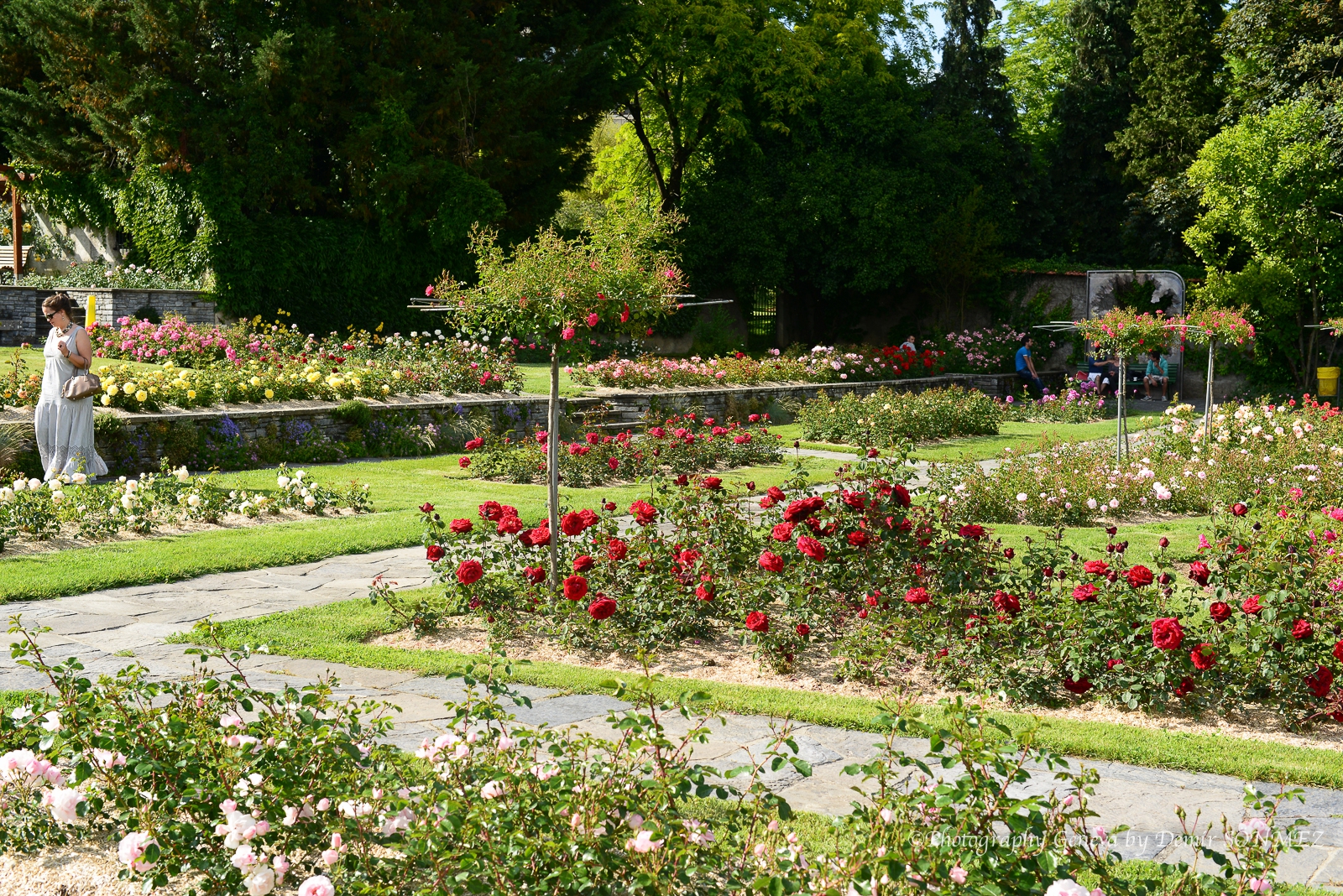 Les Roses de parc des franchises à Genève-6254.jpg